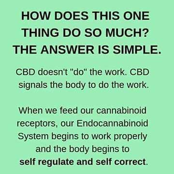 CBD doesn't do the work. It signals the body to do the work.
