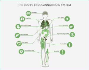 The Body's Endocannabinoid System or ECS