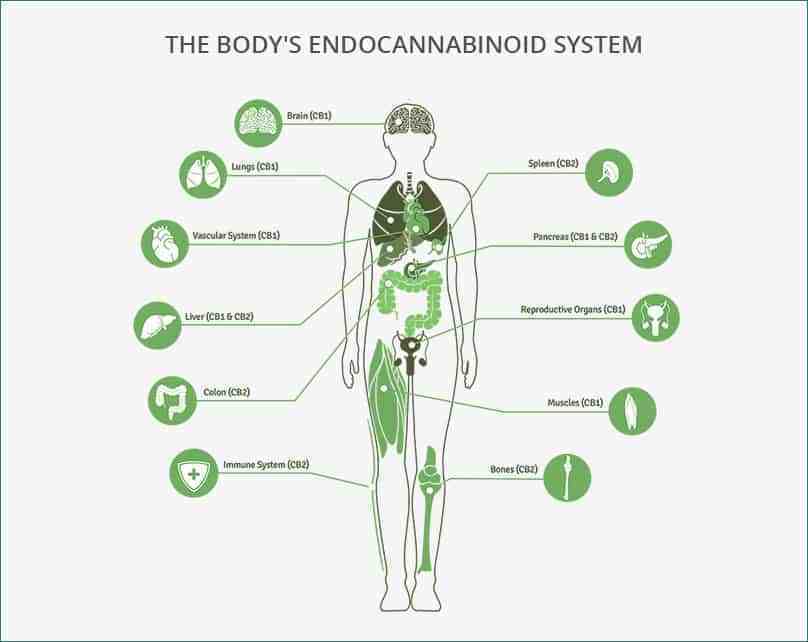 The Body's Endocannabinoid System or ECS